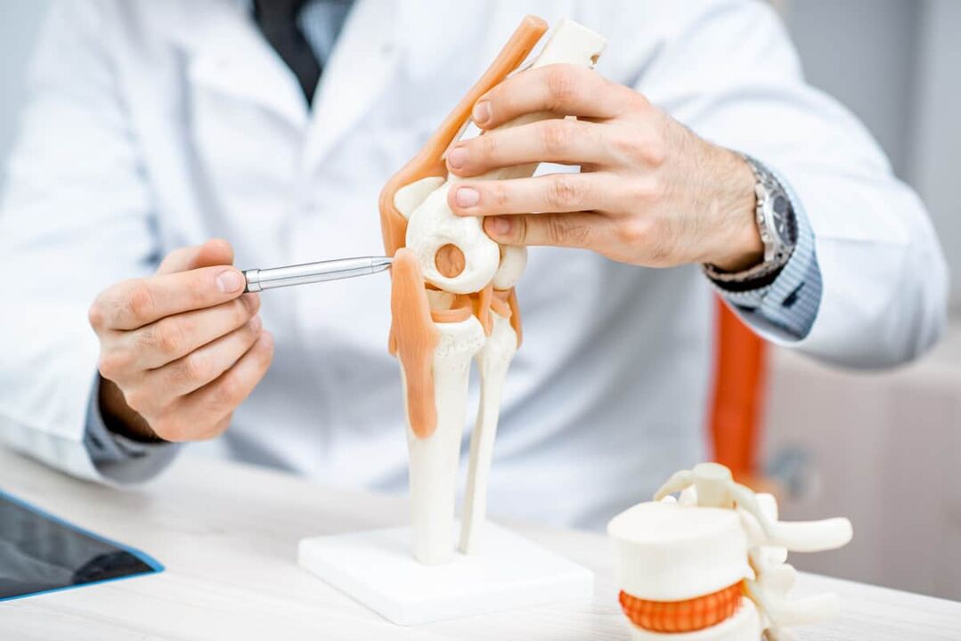 A knee joint model that allows you to evaluate its structure